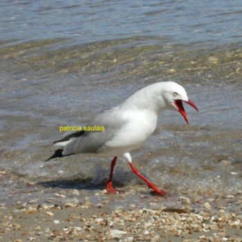 Fotografía titulada "mouette australienne" por Patricia Saulais, Obra de arte original