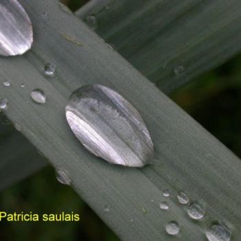 Photographie intitulée "goutte eau N°2" par Patricia Saulais, Œuvre d'art originale, Photographie numérique