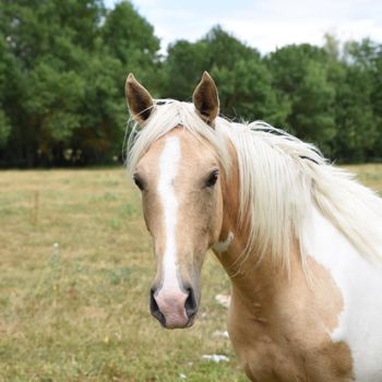 Fotografie mit dem Titel "Cheval robe pie" von Patrick Ghomri, Original-Kunstwerk