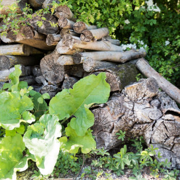 Photographie intitulée "Bois coupé Marais P…" par Patrick Ghomri, Œuvre d'art originale