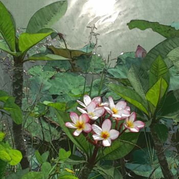 Fotografie mit dem Titel "flower of Thailand…" von Patrick John Bennett (Patrice), Original-Kunstwerk, Digitale Fotografie