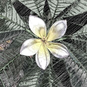 Fotografía titulada "Star Flower" por Patrick John Bennett (Patrice), Obra de arte original, Fotografía digital