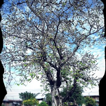 Photographie intitulée "Ancient Tree of Wis…" par Patrick John Bennett (Patrice), Œuvre d'art originale, Photographie numéri…