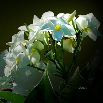 Photography titled "Blooms of Jasmine." by Patrick John Bennett (Patrice), Original Artwork, Non Manipulated Photography