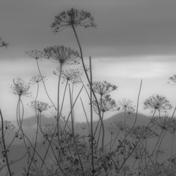 Photography titled "Parasols en herbe" by Patrick Kessler, Original Artwork, Digital Photography