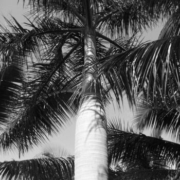 제목이 "palmier royal Haïti"인 사진 Patrick Lalande로, 원작