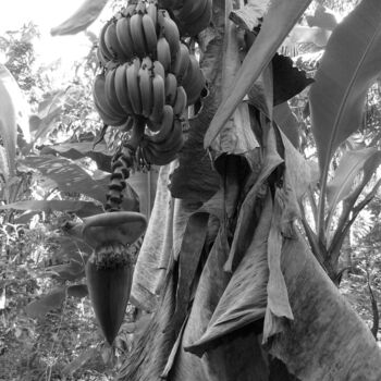 Fotografia intitulada "bananier" por Patrick Lalande, Obras de arte originais