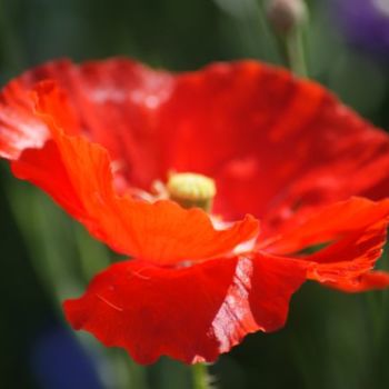 Photography titled "COQUELICOT 2" by Patrick Montain, Original Artwork