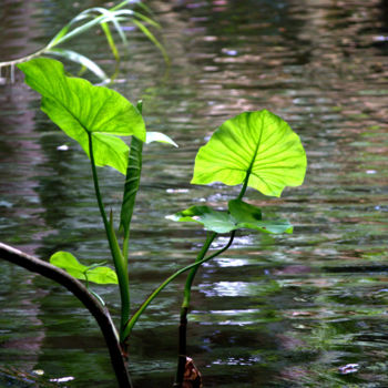Photographie intitulée "Water plant" par Paula Leitão Baroseiro, Œuvre d'art originale, Photographie numérique
