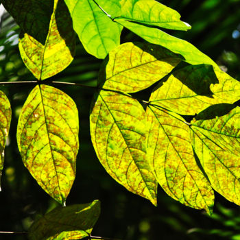 Photography titled "Leaves in the sun." by Paula Leitão Baroseiro, Original Artwork, Digital Photography