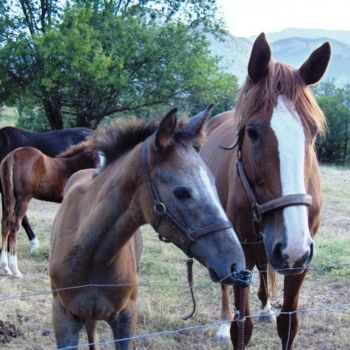 Φωτογραφία με τίτλο "quel adorable poula…" από Paule-Andree Maraval, Αυθεντικά έργα τέχνης