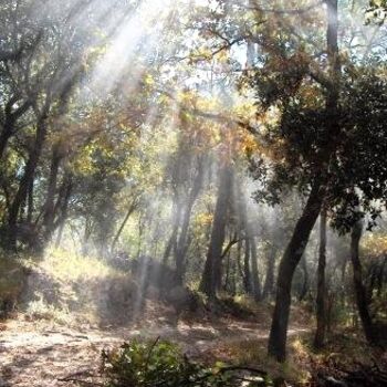 Photographie intitulée "brumes du matin" par Paule-Andree Maraval, Œuvre d'art originale