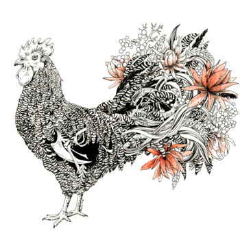 「Coq Plymouth」というタイトルの描画 Paule Brunによって, オリジナルのアートワーク, インク