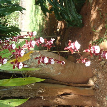 Fotografia intitolato "Orquídea chocolate" da Paulo Gonzalez, Opera d'arte originale