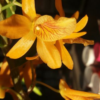 Photographie intitulée "Orquídea" par Paulo Gonzalez, Œuvre d'art originale, Photographie non manipulée