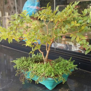 Fotografia intitulada "Bonsai de Jabuticaba" por Paulo Gonzalez, Obras de arte originais, Fotografia Não Manipulada