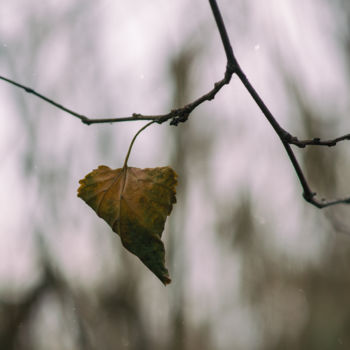 Photography titled "Autumn etude №3" by Pavel Olhovski, Original Artwork, Digital Photography
