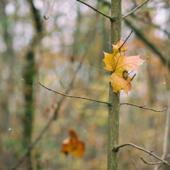 Photographie intitulée "Autumn etude №7" par Pavel Olhovski, Œuvre d'art originale, Photographie numérique