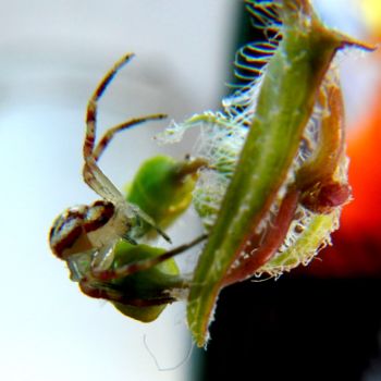 "dscn3866.jpg insect…" başlıklı Fotoğraf Le Sage Coyote tarafından, Orijinal sanat