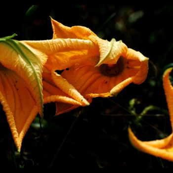 Photographie intitulée "dsc-3491-fleurs-de-…" par Le Sage Coyote, Œuvre d'art originale