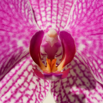 Photographie intitulée "Orchidée rose" par Pierre Boillon, Œuvre d'art originale, Photographie numérique