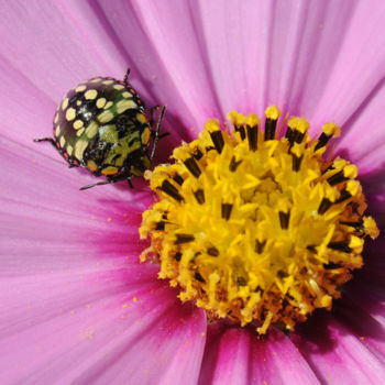 Fotografia zatytułowany „Cosmos et punaise” autorstwa Pierre Boillon, Oryginalna praca, Fotografia cyfrowa