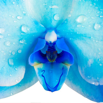 Fotografia intitolato "Coeur orchidée bleue" da Pierre Boillon, Opera d'arte originale, Fotografia digitale