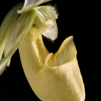 Photography titled "Orchidée sabot de V…" by Pierre Boillon, Original Artwork, Digital Photography