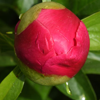 Photographie intitulée "Poisson pivoine" par Pierre Boillon, Œuvre d'art originale, Photographie numérique