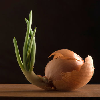Photographie intitulée "Oignon germé" par Pierre Boillon, Œuvre d'art originale, Photographie numérique