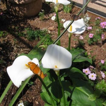 ""Desert Botanical G…" başlıklı Fotoğraf Drapala Gallery tarafından, Orijinal sanat