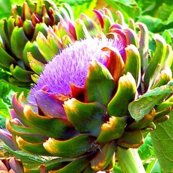 Photography titled "Artichokes Somerton…" by Drapala Gallery, Original Artwork