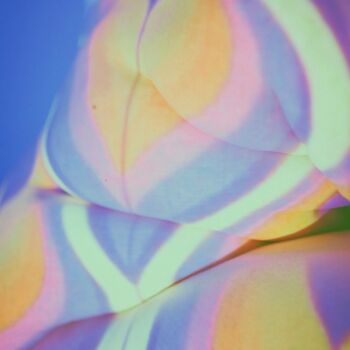 Фотография под названием "SHAPE OF YOU" - Peach, Подлинное произведение искусства, Цифровая фотография Установлен на Алюминий