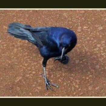 Photography titled "Crow.jpg" by Pedro De La Montaña, Original Artwork