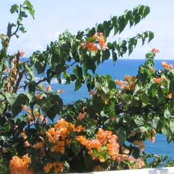 Photographie intitulée "Bougainvilliers" par Pepsanegwada, Œuvre d'art originale