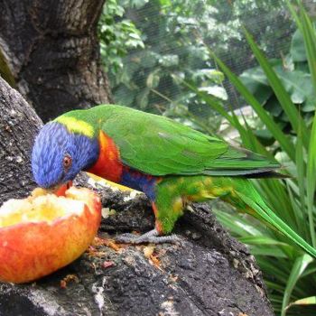 Fotografia intitulada "perroquet" por Pepsanegwada, Obras de arte originais