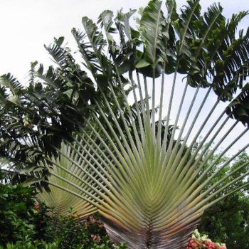 Fotografia intitolato "arbre du voyageur" da Pepsanegwada, Opera d'arte originale