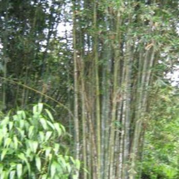 Photographie intitulée "bambous" par Pepsanegwada, Œuvre d'art originale