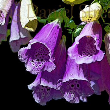Photographie intitulée "Purple Bells Limite…" par Perspective By Daniel, Œuvre d'art originale