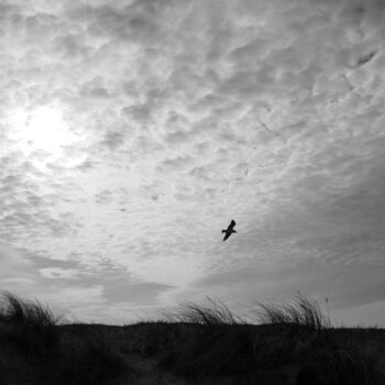 Photographie intitulée "Vogelflug I" par Peter Kreft, Œuvre d'art originale, Photographie numérique
