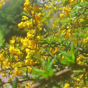 Photographie intitulée "spring flower adven…" par Peter Walker, Œuvre d'art originale