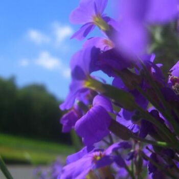 Photography titled "spring flower adven…" by Peter Walker, Original Artwork