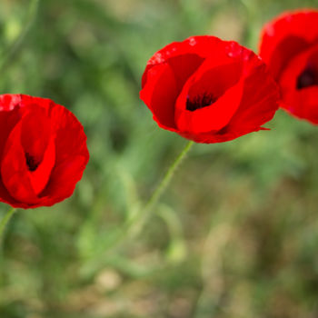 Photography titled "Trois coquelicots" by Nao Fujiwara, Original Artwork, Digital Photography