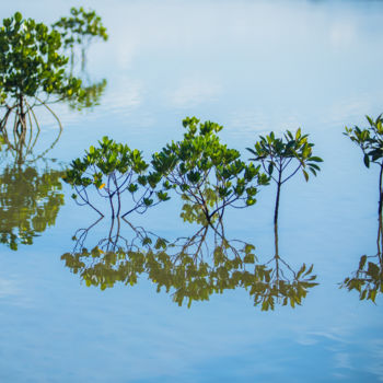 Photography titled "Mangroves" by Nao Fujiwara, Original Artwork, Non Manipulated Photography