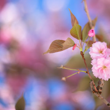 Fotografie mit dem Titel "Cerisier en fleur" von Nao Fujiwara, Original-Kunstwerk, Nicht bearbeitete Fotografie