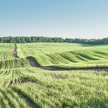Fotografie mit dem Titel "green field" von Evgeniia Petrova, Original-Kunstwerk, Digitale Fotografie