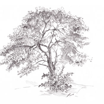 Disegno intitolato "The Old Apple Tree" da Aleksandr Petrunin, Opera d'arte originale, Inchiostro