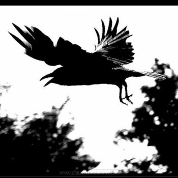 Photography titled "Black Bird" by Sdb Photography, Original Artwork