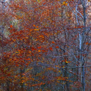 Photographie intitulée "Couleurs d'automne" par Philippe Berthier, Œuvre d'art originale, Photographie numérique