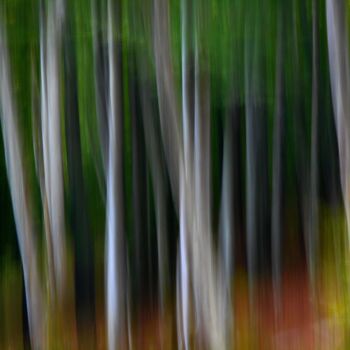 Photographie intitulée "Trees....." par Philippe Berthier, Œuvre d'art originale, Photographie numérique